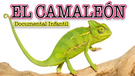 El Camale N Videos Educativos Para Ni Os Los Reptiles Los