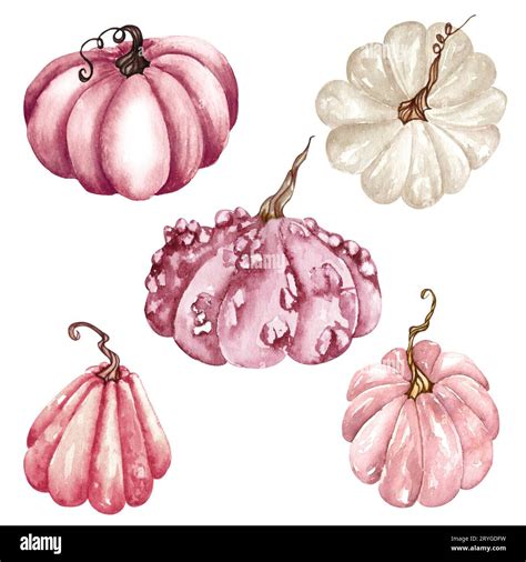 Watercolor Pink Pumpkin Set Floral Pumpkins Halloween Clipart Autumn Design Elements Fall