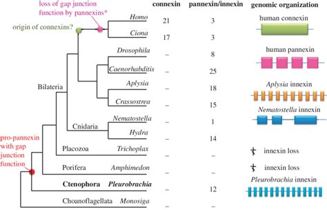 Convergent Evolution Of Gap Junction Proteins Connexins Are A