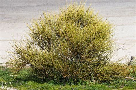 Ephedra californica (California jointfir) description - The Gymnosperm ...