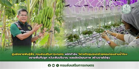 ศูนย์ขยายพันธุ์พืช กรมส่งเสริมการเกษตร ผนึกกำลัง วิสาหกิจชุมชนกล้วยหอม