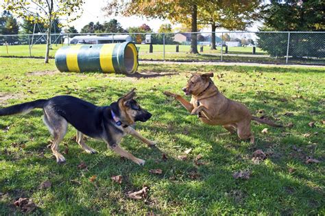 Dog Park Play Stock Photo by ©andykazie 29436703