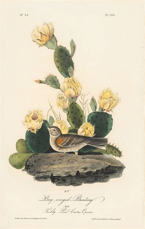 Audubon St Ed Octavo Pl Bay Winged Bunting St Edition Octavos