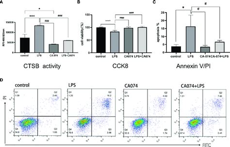 Ca Inhibited Ctsb Activity And Relieved Lps Induced Hk Apoptosis