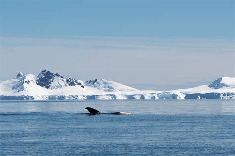 Antarctica Beyond The Polar Circle Wilkins Ice Shelf Polar Cruises