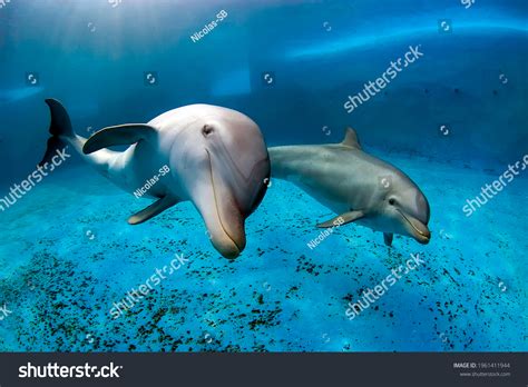 5,224 Two Dolphins Water Images, Stock Photos & Vectors | Shutterstock