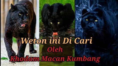 Weton Ini Di Cari Oleh Khodam Macan Kumbang YouTube