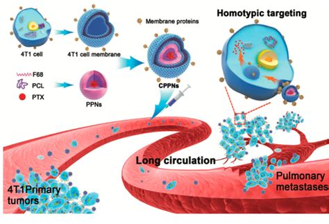 Figure 2 From Biomimetic Nanocarriers For Cancer Target Therapy Semantic Scholar