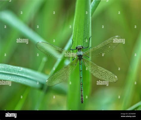 Great Royal Dragonfly Anax Imperator Stock Photo Alamy