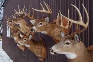 Deer Taxidermy Options: 6 Different Ways to Memorialize Your Harvest - Wide Open Spaces