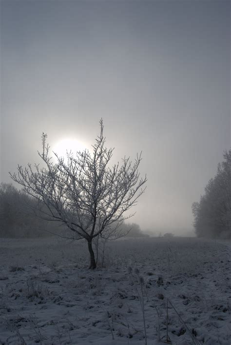 图片素材 景观 树 性质 科 山 雪 冬季 云 天空 多雾路段 日出 薄雾 阳光 早上 霜 黎明 大气层