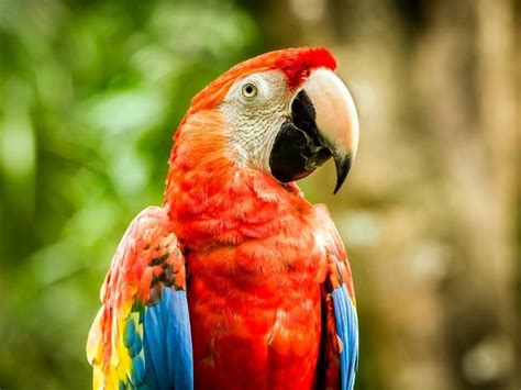 20 Costa Rica Birds You Must See Guide To Bird Watching Eco Lodges