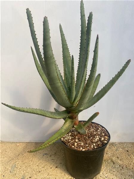 Aloe Capitata John Miller Nice Form 15cm Cnd Nursery