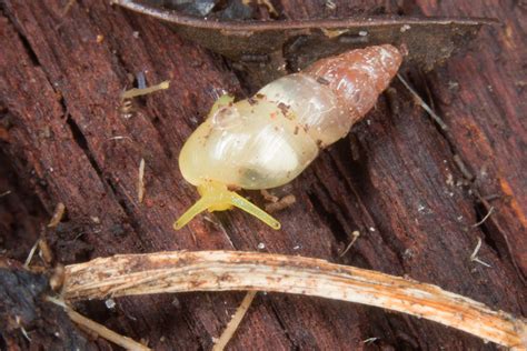 Spiked Awlsnail Gastropoda Snails And Slugs Of The Chagos