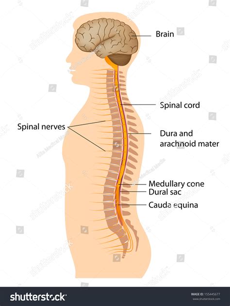 Spinal Cord Model Labeled