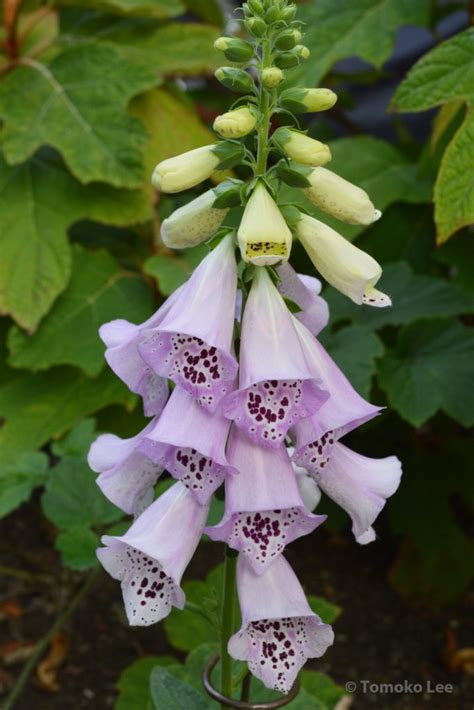 Foxglove | ivanandtomoko.com