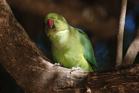 Los búhos no tienen buche on Twitter Una vez en el árbol se colocan