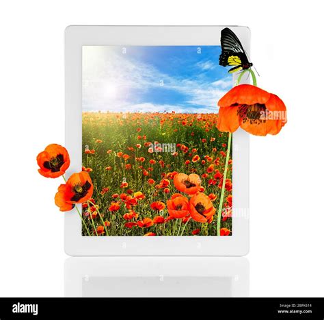 Tablet with nature wallpaper on screens isolated on white Stock Photo ...