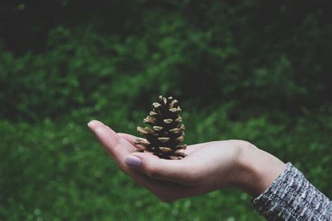 Premium Photo Cropped Hand Of Woman Holding Pine Cone Against Plants