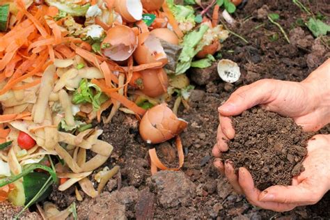 5 maneras de hacer abono orgánico para tus plantas Mejor con Salud