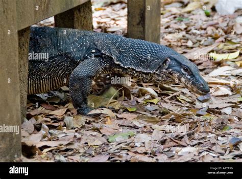 Monitor Lizard Philippines Hi Res Stock Photography And Images Alamy