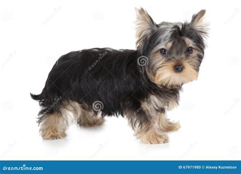 Three Months Old Yorkshire Terrier Stock Photo Image Of White Breed