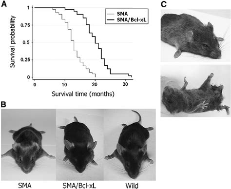 Survival Curves And Morphology Of Type III SMA Mice N 42 And SMA