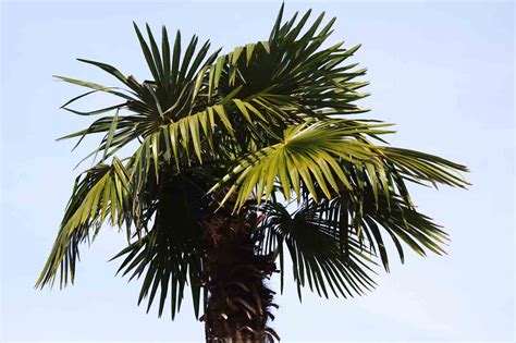 Palm Tree Leaves Stock Photo - SteinMixedMedia