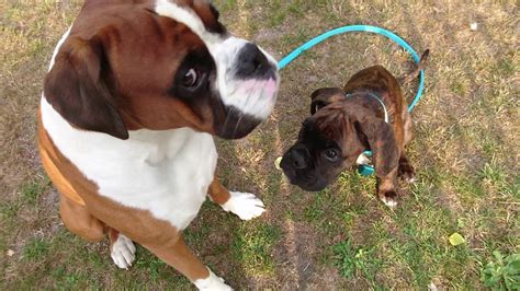 Training My Boxer Puppy (11w) To Walk With A Leash! - YouTube