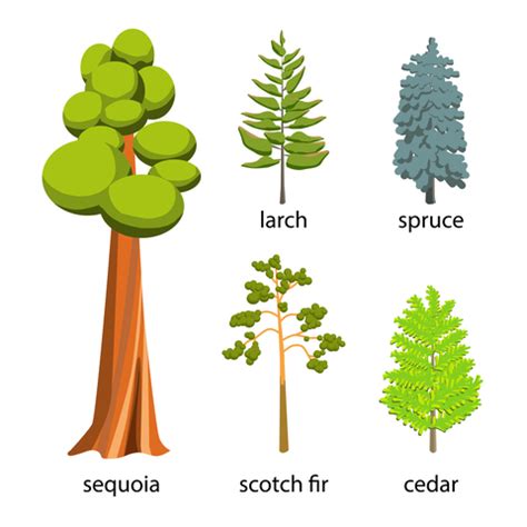 Coniferous Forest Plants List