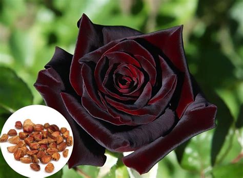 Black Rose Seeds