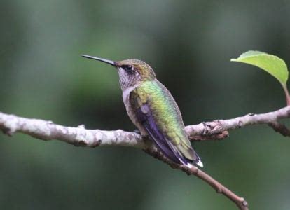 Hummingbirds In North Carolina Rove Me