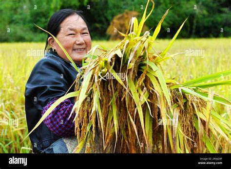 Villagers Take Part In A Rice Harvesting Competition To Celebrate The