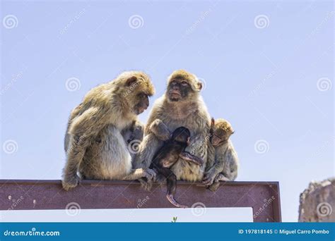 The Legendary Monkeys Of Gibraltar Stock Image Image Of Macaque