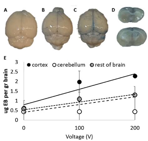 Results Of The Evans Blue Eb Extravasation Experiments A A Brain