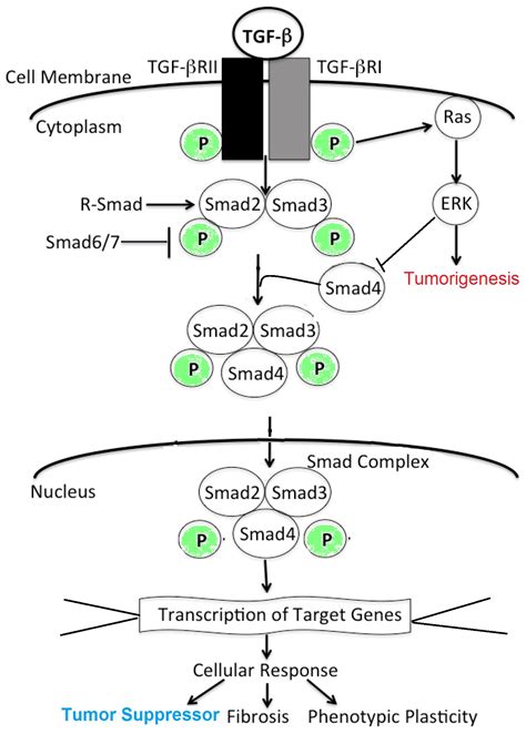 Pathology Outlines SMAD4 DPC4