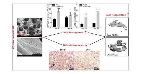 Coordination Of Osteoblastogenesis And Osteoclastogenesis By The Bone