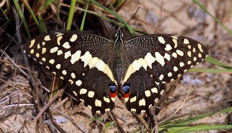 Protect Citrus From Sweet Orange Scab And Lime Swallowtail Butterfly California Fresh Fruit