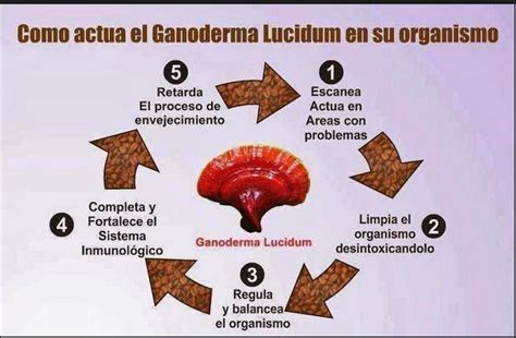 C Mo Act A El Ganoderma Lucidum