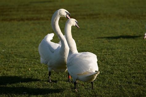 Cisnes Pareja Aves Foto Gratis En Pixabay Pixabay