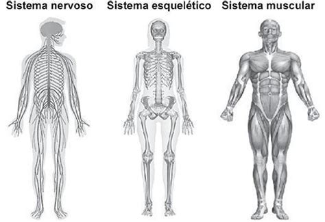 Os sistemas representados nessa imagem atuam em conjunto na função de