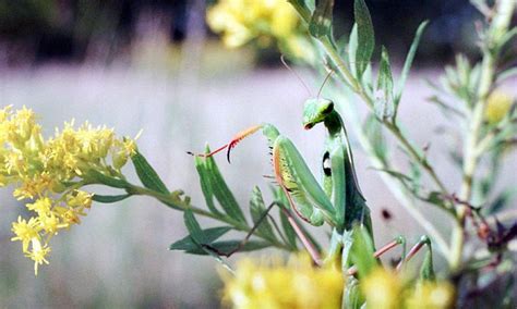 expert reveals  patterns  diversity  insects daily mail