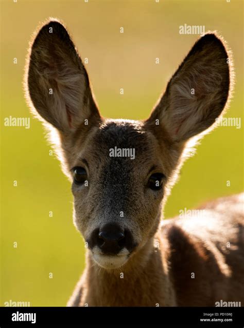 Landscape Format Of Roe Deer Hi Res Stock Photography And Images Alamy