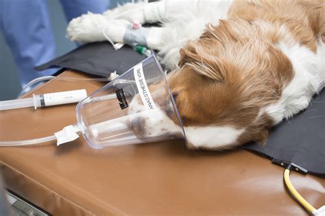 Klinische Diagnostik und Services Universitäres Tierspital Zürich