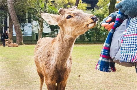 Nara Day Trip Itinerary The Magical Deer City Of Japan Trip Nara