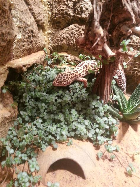 tips for gecko scared naturally 1