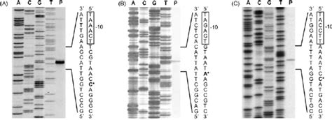 Mapping Of Transcriptional Start Points Tsps Of Genes A Ilvn B Download Scientific