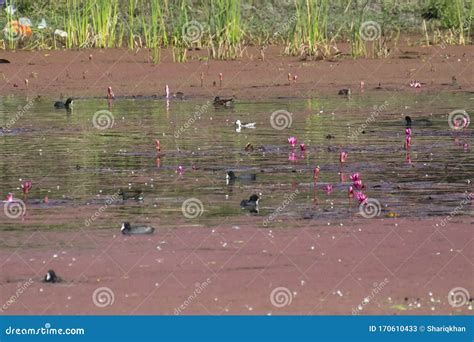 Wetland Birds Common Coot, Common Moorhen, Gadwalls Stock Image - Image ...