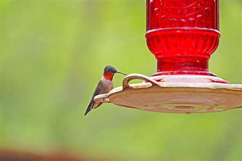 Hummingbird Season In Texas When To Hang Feeders Birdinglocations