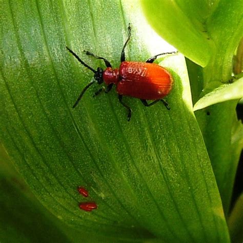 Red Lilly Beetle